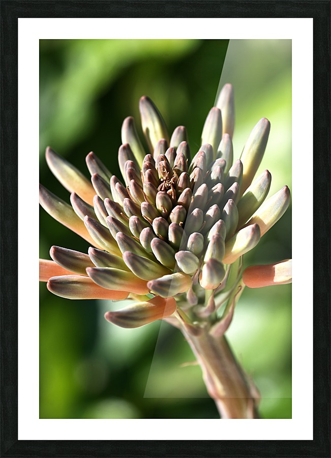 Cactus Bloom Picture Frame print
