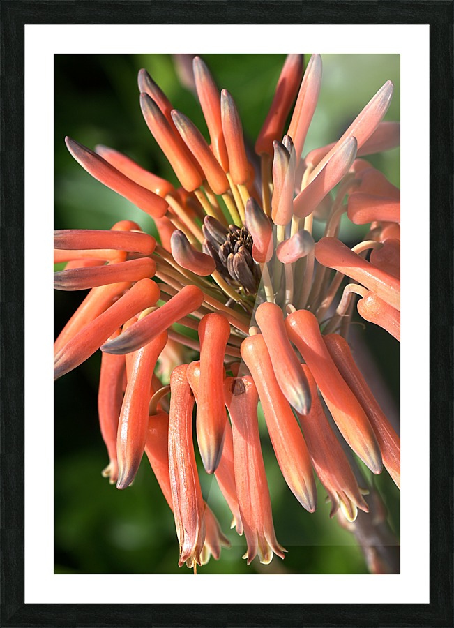 Orange Cactus Flower Picture Frame print