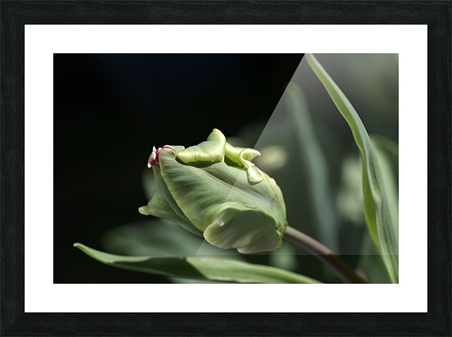 Parrot Tulip Bud  Picture Frame print