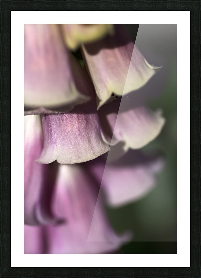 Foxglove Flowers Picture Frame print