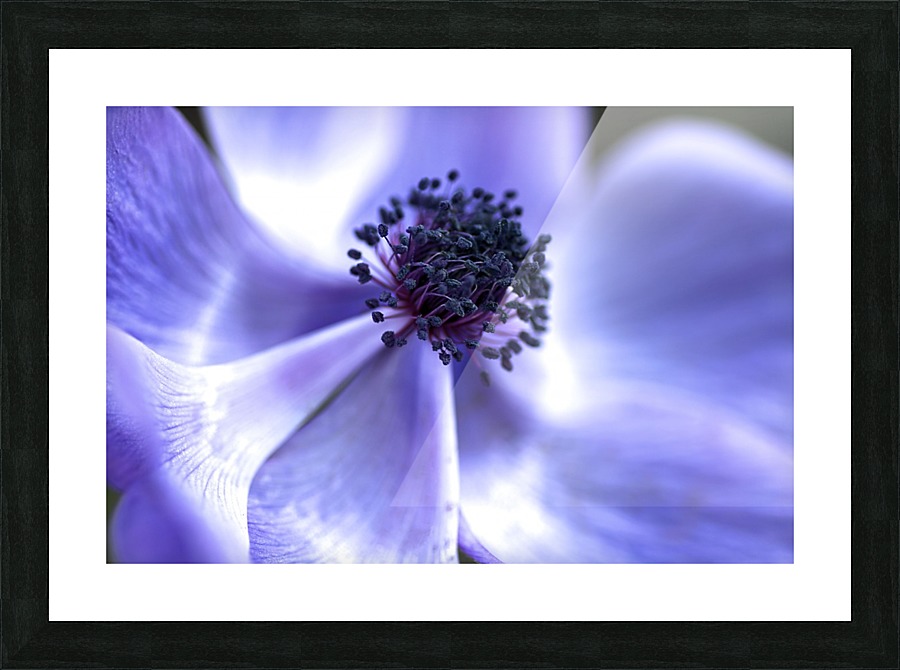 Blue Anemone Picture Frame print