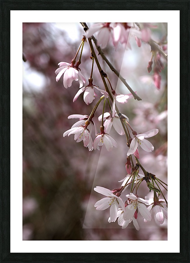 Weeping Cherry Picture Frame print