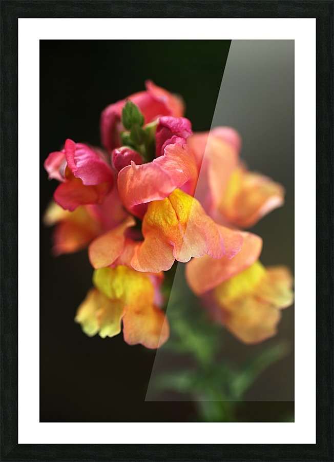 Snapdragon Variety Picture Frame print
