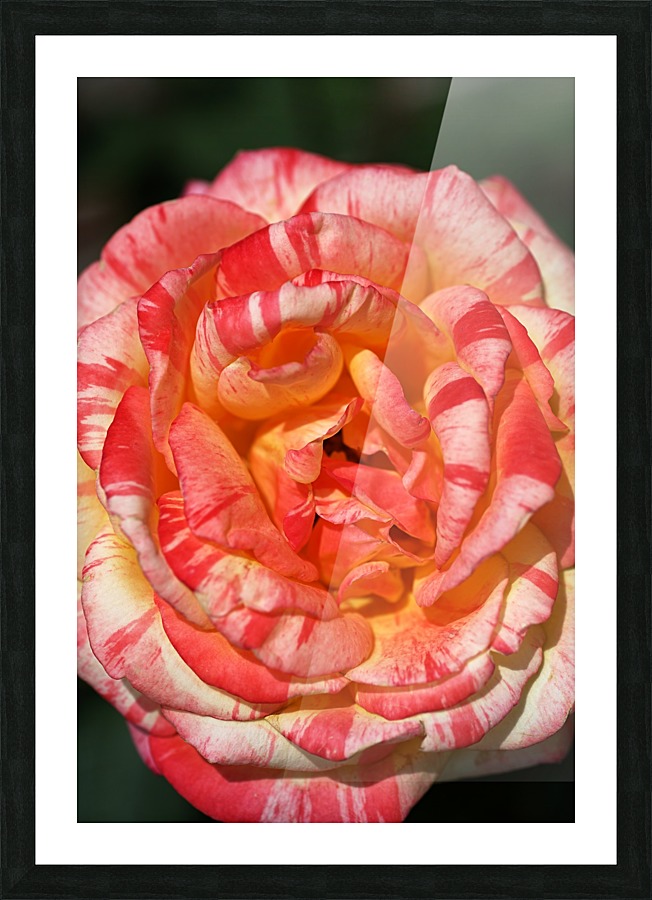 Orange Rose Display Picture Frame print