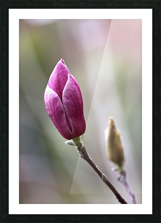 Magnolia Bud Picture Frame print