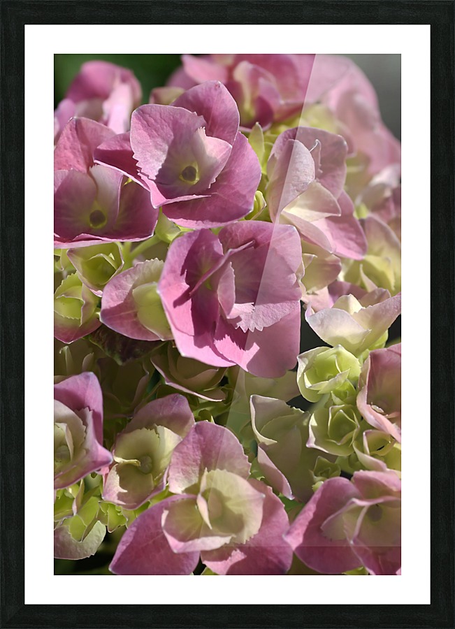 Hydrangea In Pink Picture Frame print
