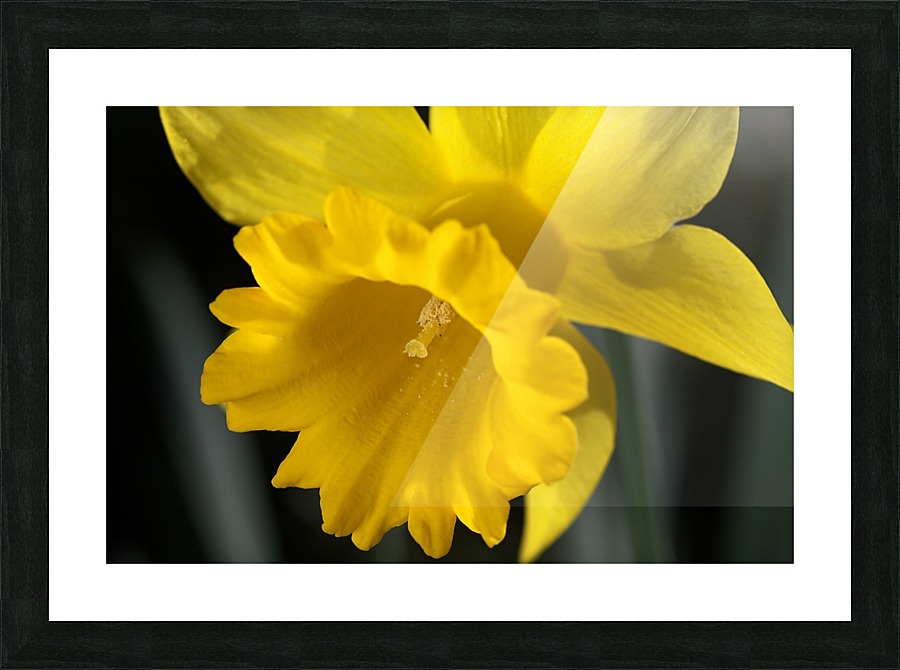 Daffodil  Picture Frame print