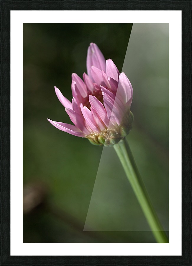Pink Daisy Bud Picture Frame print