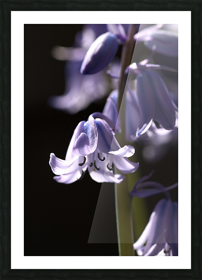 Bluebell Flower  Picture Frame print