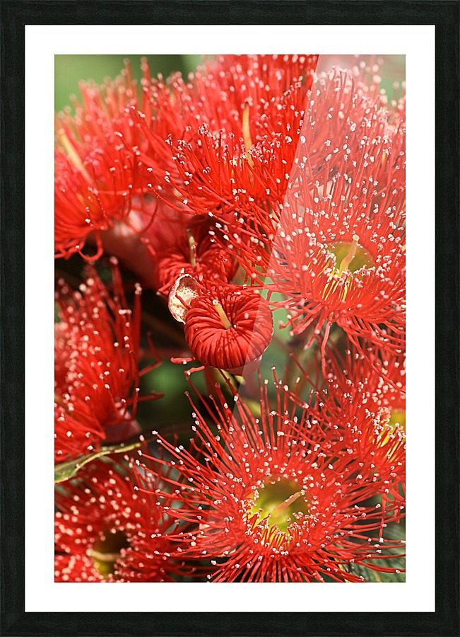 Red Eucalyptus flowers Picture Frame print