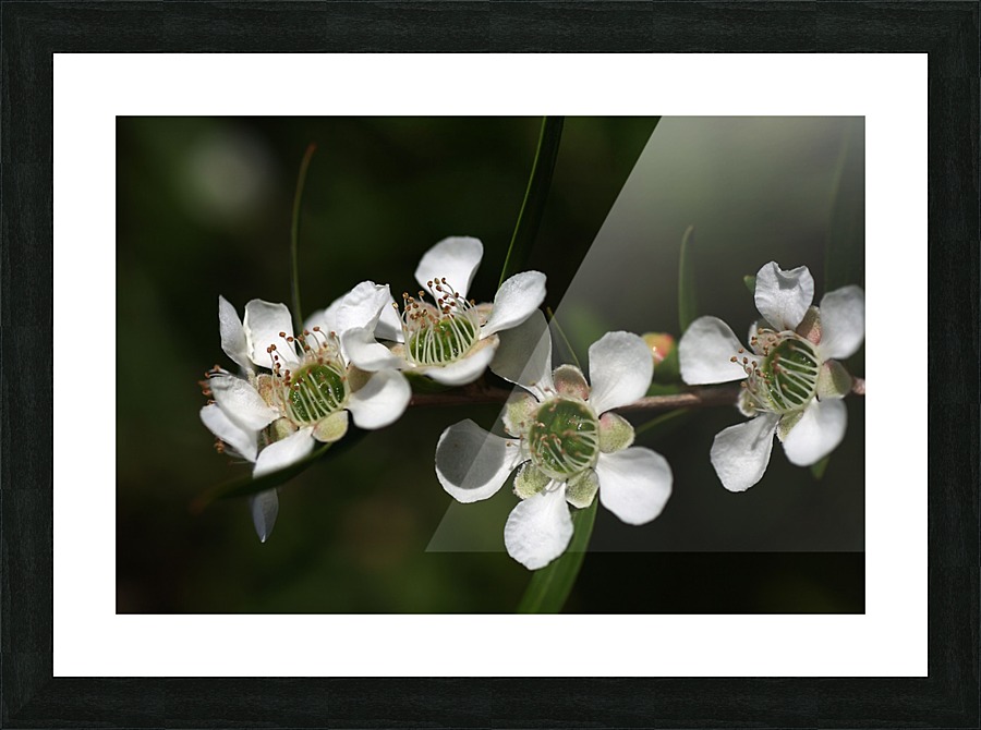 Tea Tree Flowers Picture Frame print