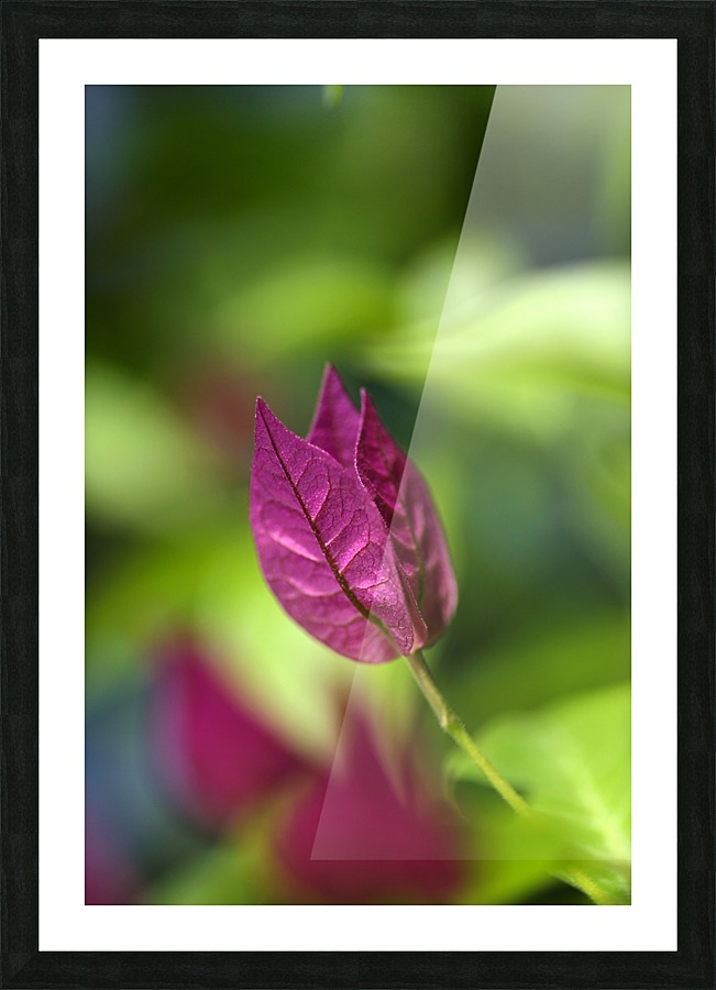 Bougainvillea  Picture Frame print