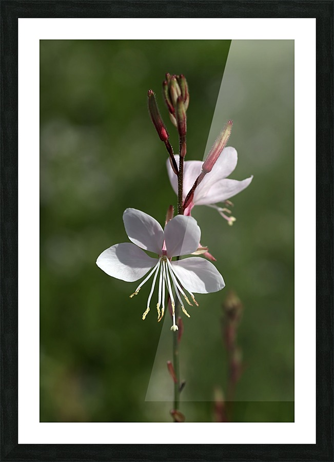 Gaura Flowers Picture Frame print