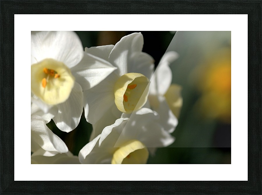 Jonquils  Picture Frame print