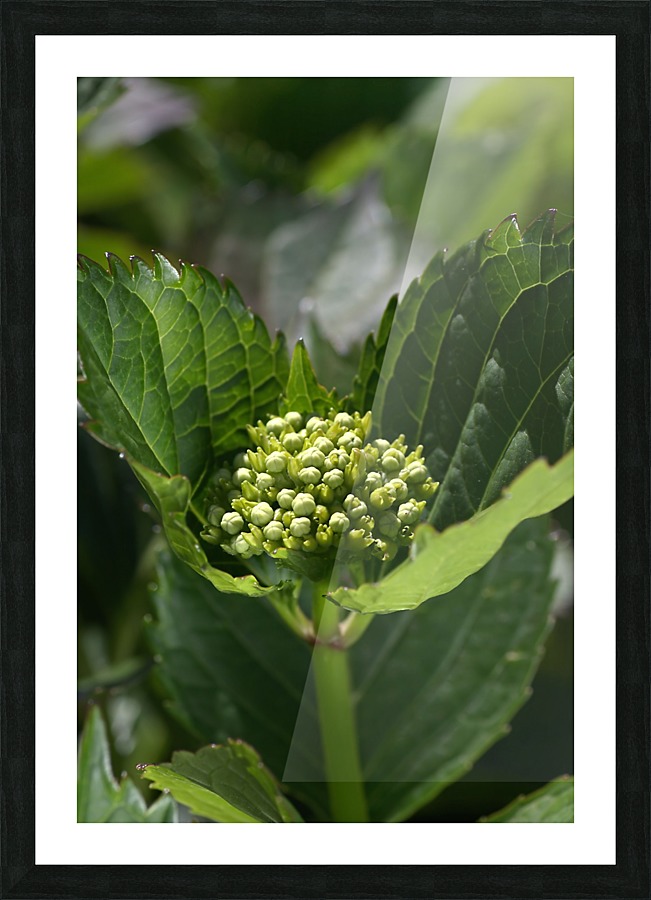 Hydrangea Bud Picture Frame print