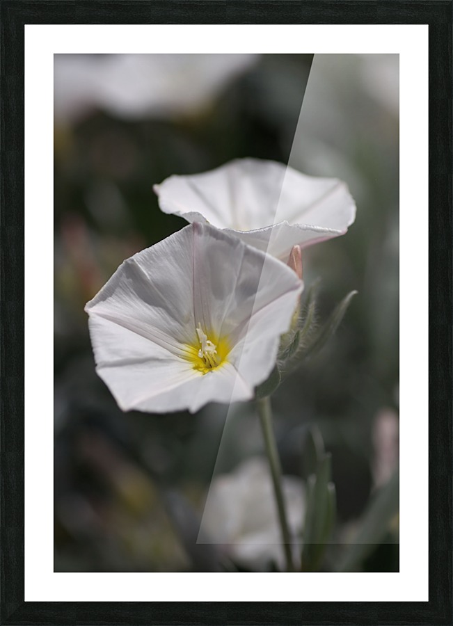 Morning Glory Picture Frame print