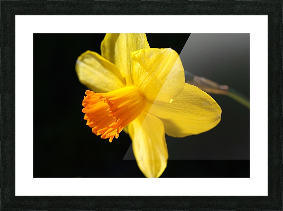 Daffodil Yellow Picture Frame print