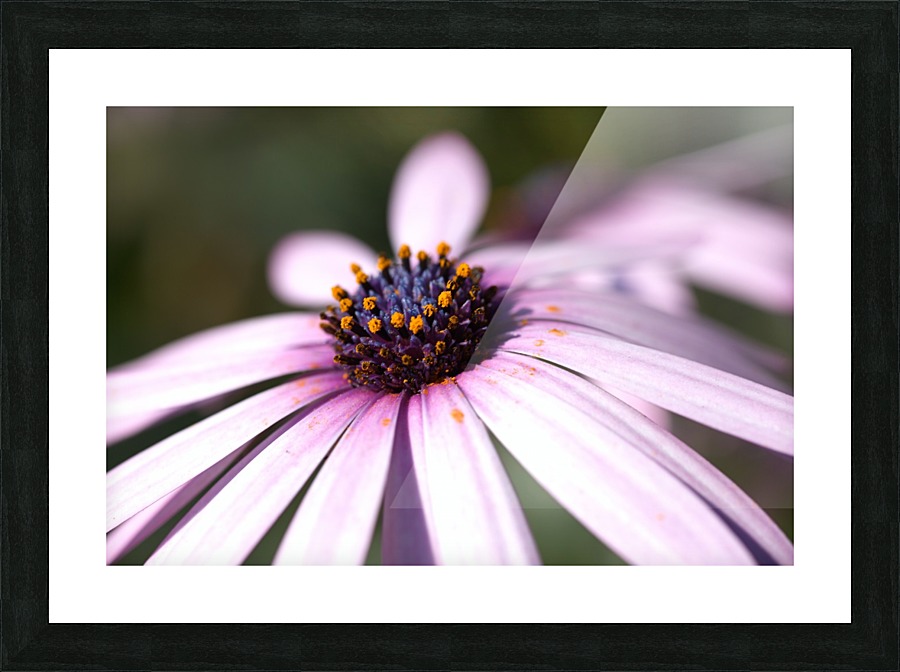 Daisy Pink Picture Frame print