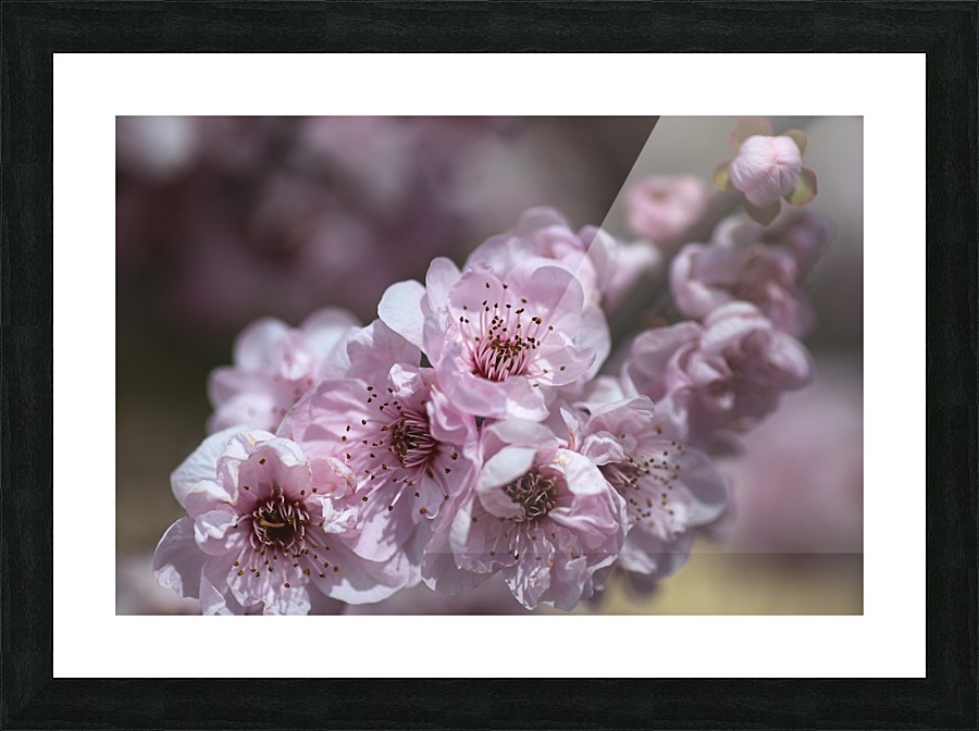 Pink Blossom Picture Frame print