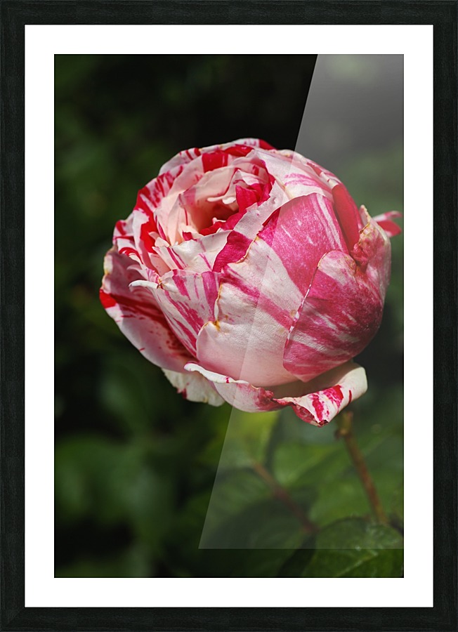 Variegated Rose  Picture Frame print