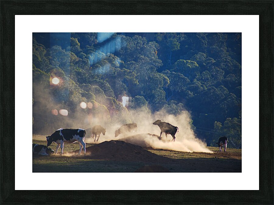 Cows Are Playing Games Picture Frame print