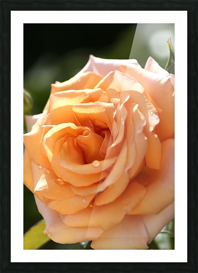 Open Orange Rose Picture Frame print