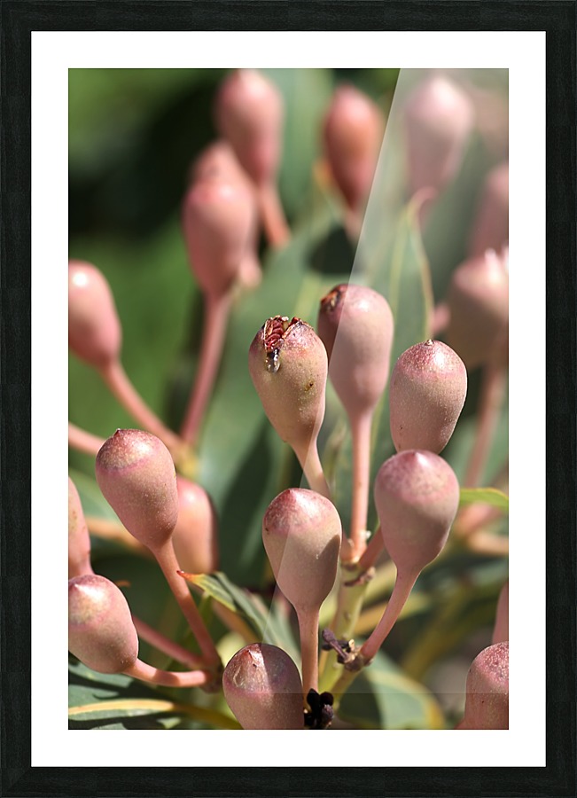 Eucalyptus Tree Buds Picture Frame print