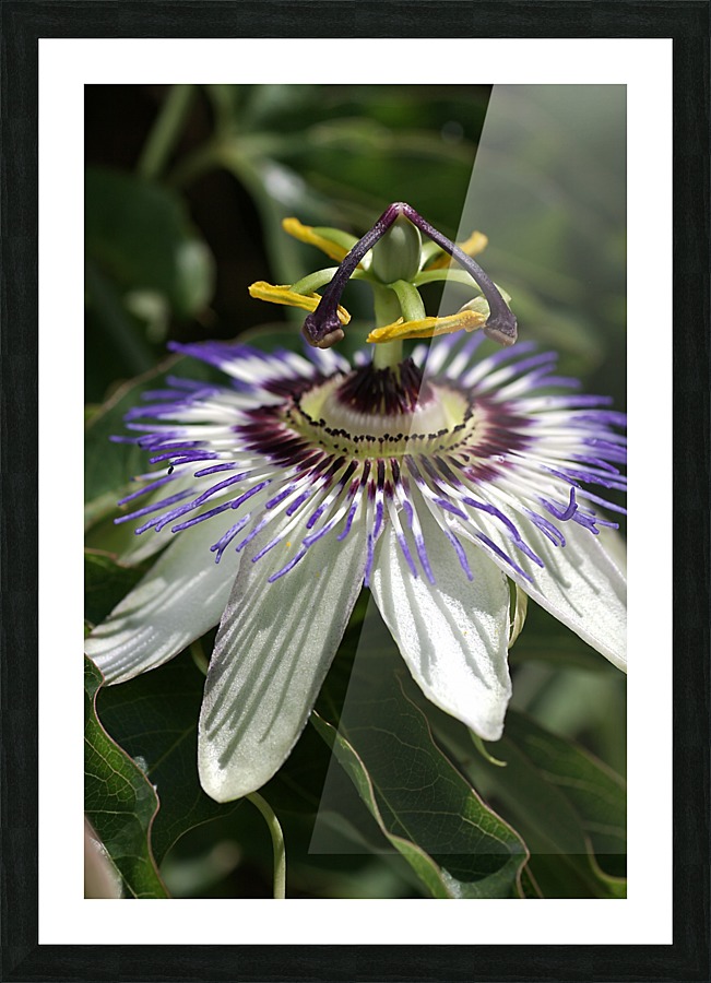 Passion Flower Picture Frame print