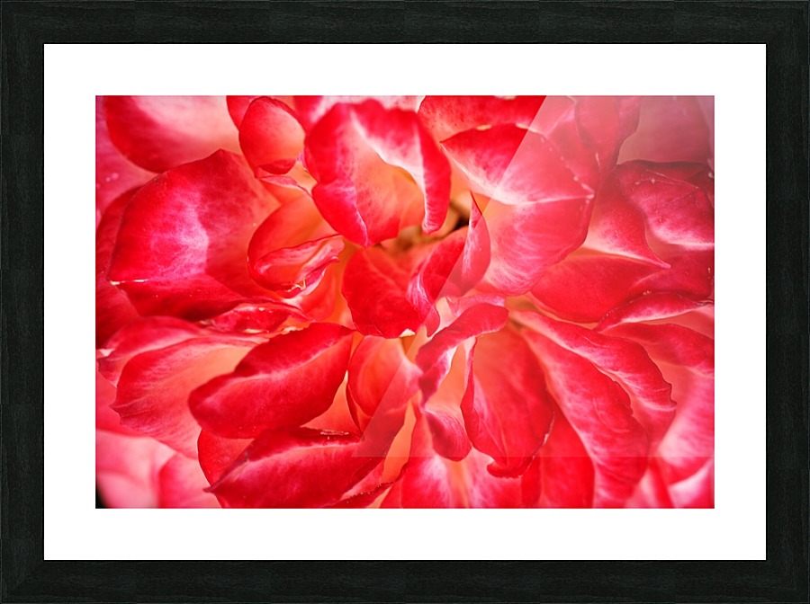 Red Rose Petals Picture Frame print
