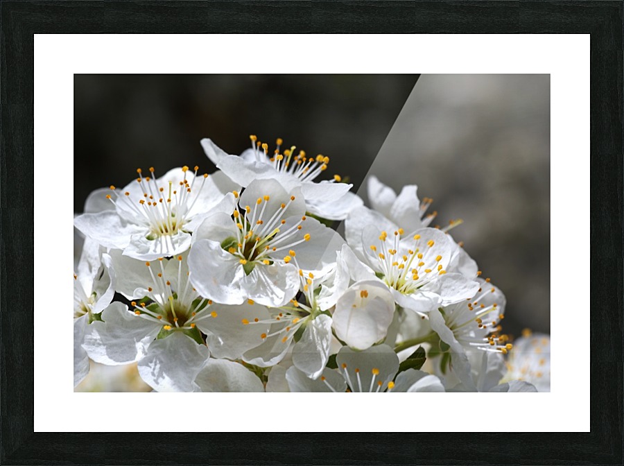 Reaching Up High Blossom Picture Frame print