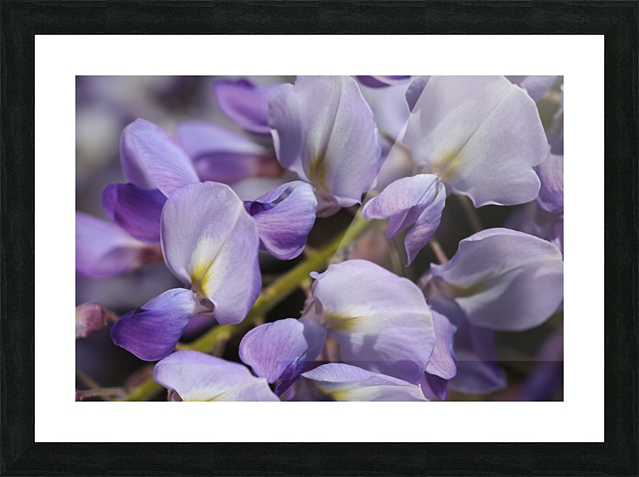 Wisteria Purples Picture Frame print
