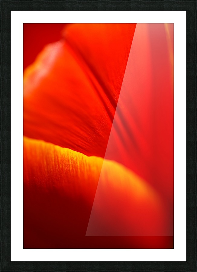 Dear Tulip Picture Frame print