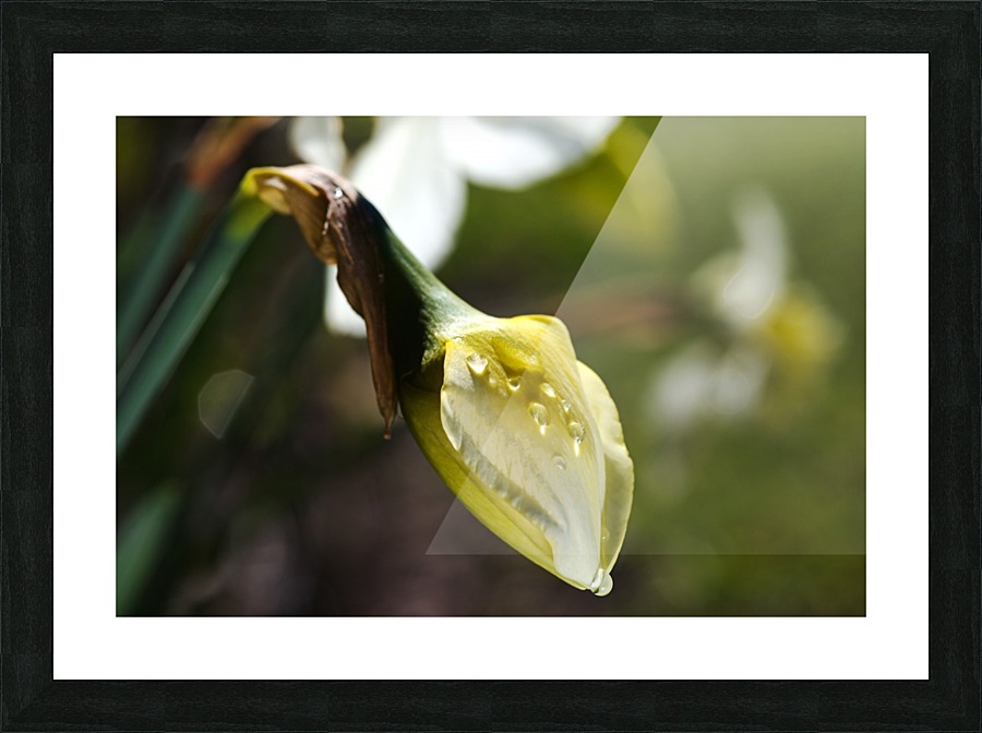 Daffodil Bud Picture Frame print