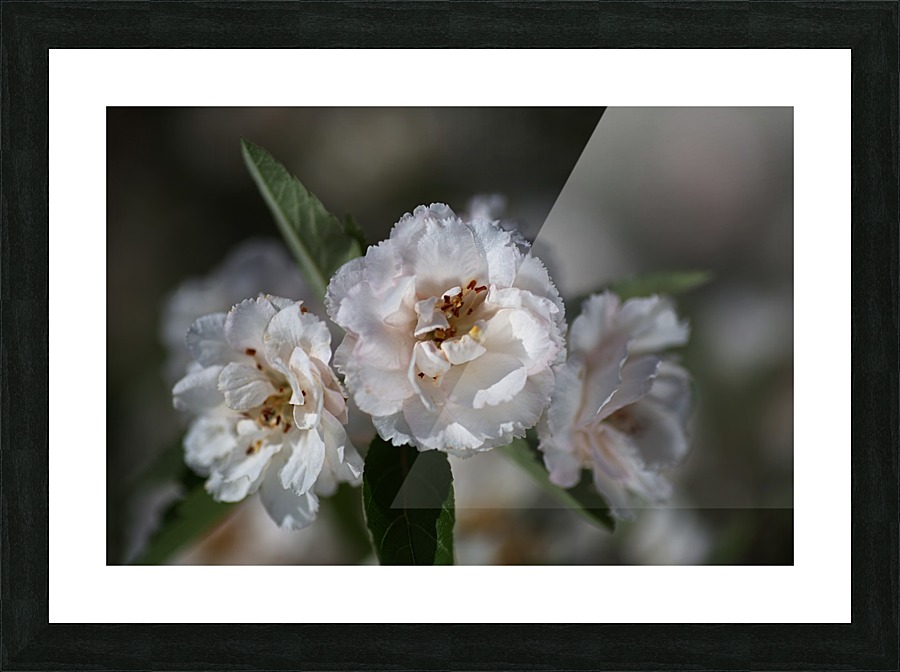 Crabapple Flowers Picture Frame print