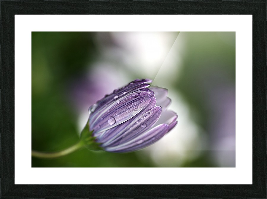 Daisy Bud Picture Frame print