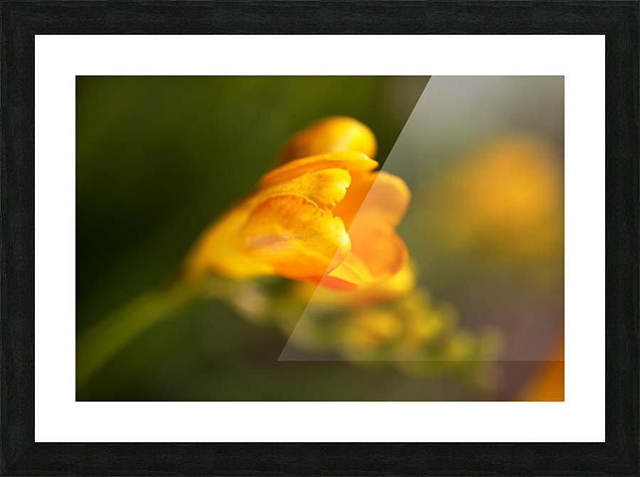 Freesia Flower Picture Frame print
