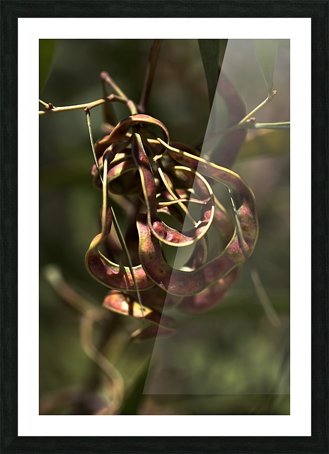 Wattle Tree Seed Pod Picture Frame print
