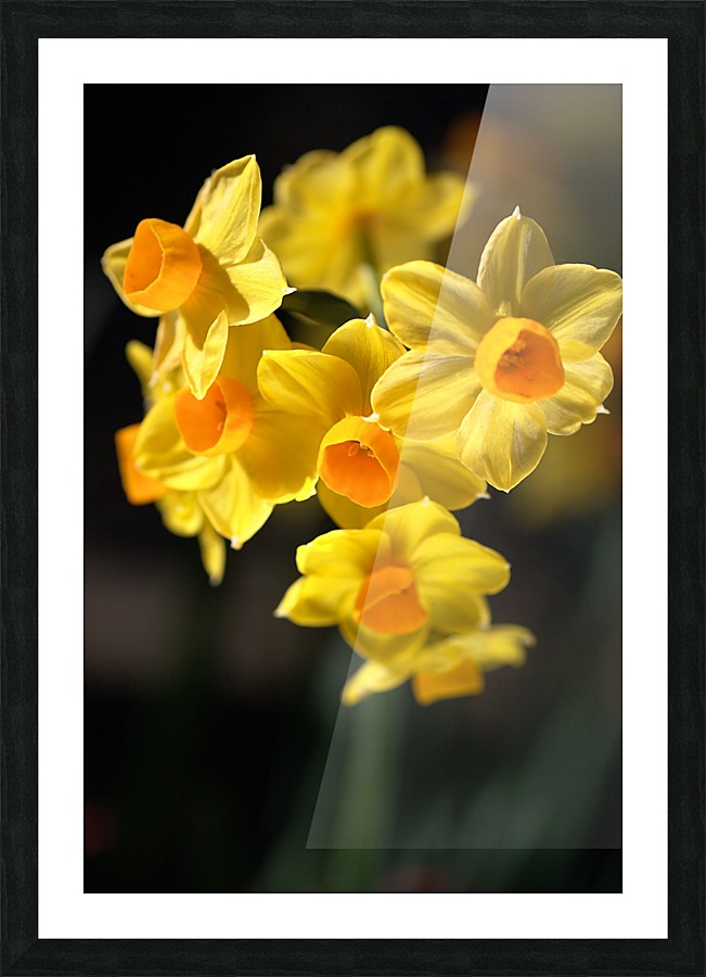 Jonquils Yellow Picture Frame print