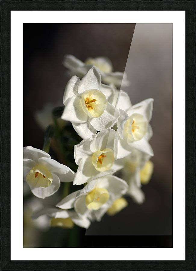 Jonquils Romance Picture Frame print
