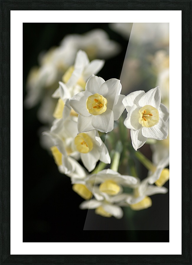 Jonquils Ring Picture Frame print