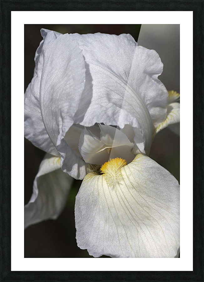 White Iris Picture Frame print