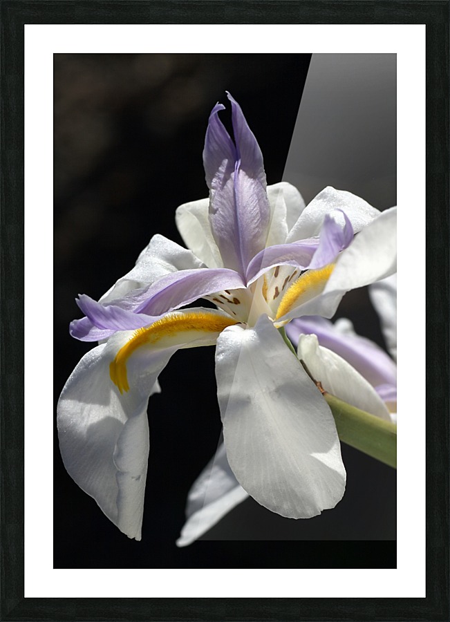 Iris White and Yellow Picture Frame print