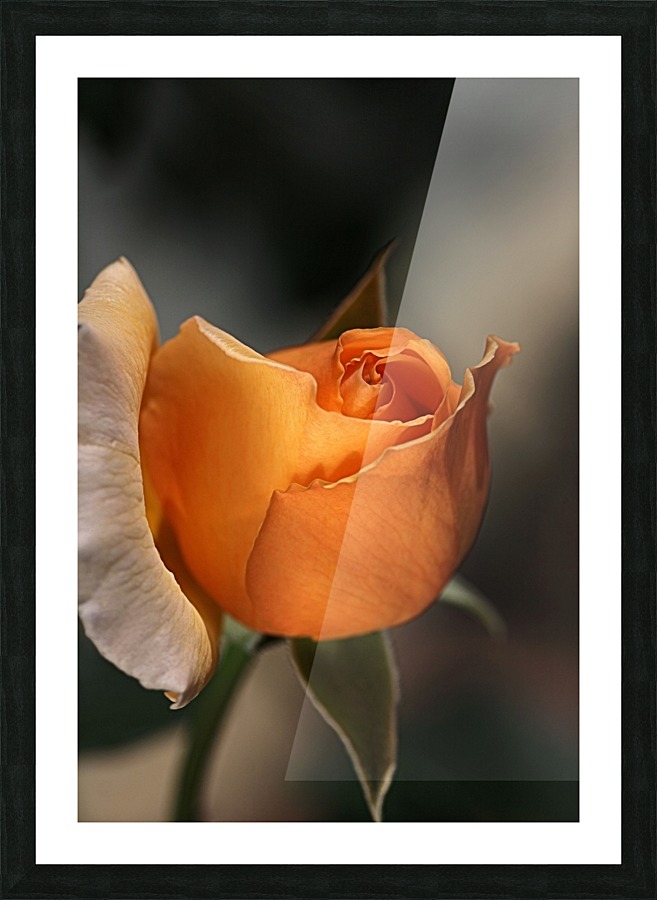 Romance Orange Rose Picture Frame print
