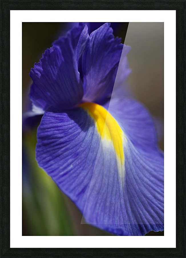 Purple Iris Lush Picture Frame print