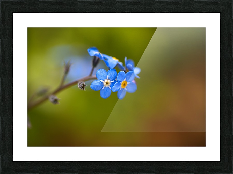 Forget Me Not Picture Frame print