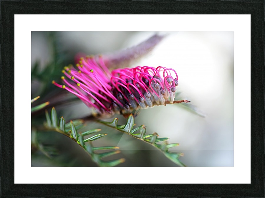 Grevillea In Pink Picture Frame print