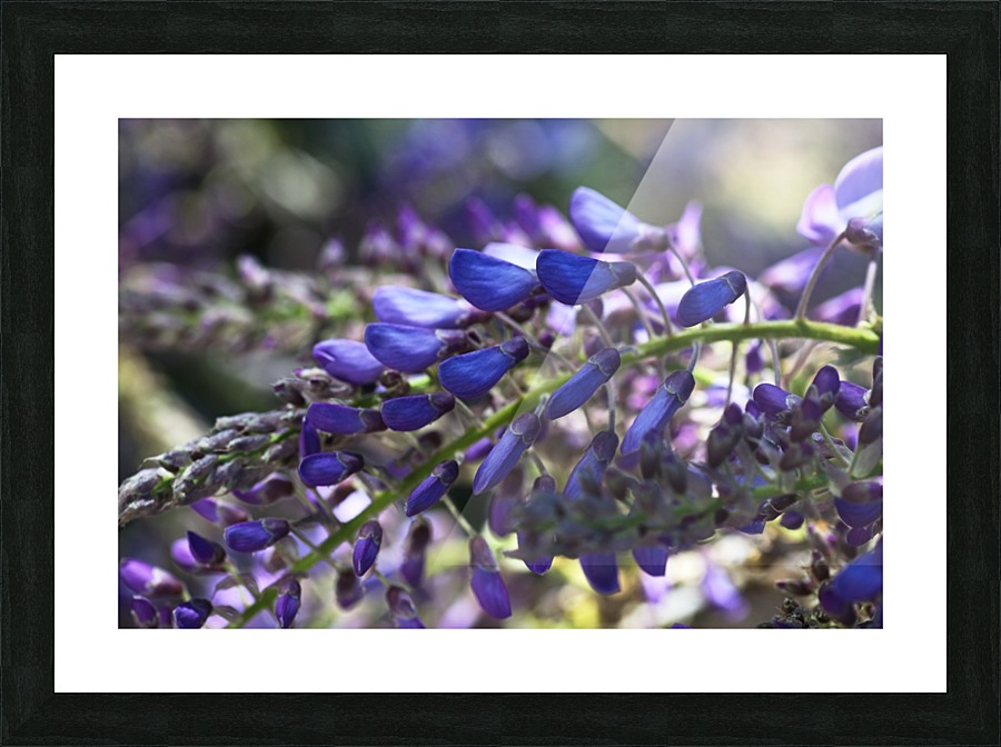 Wisteria Buds Picture Frame print