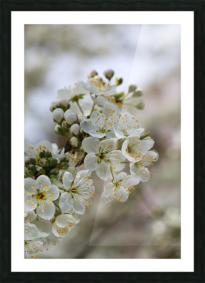 White Blossom Picture Frame print