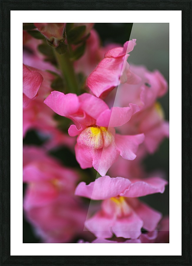 Snapdragon Flowers Picture Frame print