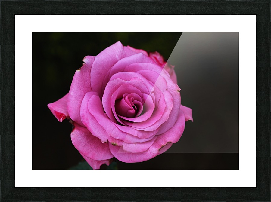 Divine Pink Rose Picture Frame print